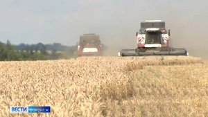 ТВ: Эксперты Воронежского филиала ЦОК АПК рассказали о качестве пшеницы нового урожая