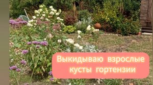 Выкинула гортензии на компостную кучу, метельчатые гортензии не для юга.