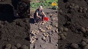 86. Отбор семенного картофеля на поле