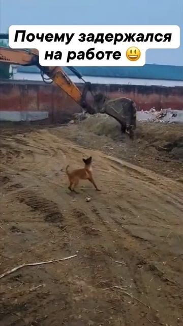 Экскаватор 🚜 для пёсика 🐶