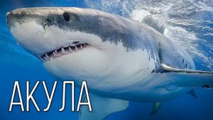 Акулы: Как На Самом Деле Живут, Охотятся и Размножаются "Королевы Рыб"?