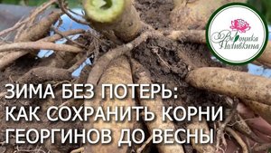 ХРАНИМ КОРНЕВИЩА ГЕОРГИНОВ ПРАВИЛЬНО
