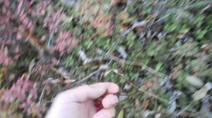 В тундре 10.09.2025 102