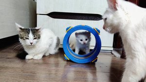 Мама-кошка и её белый котёнок. Коллекция