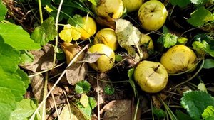 Поскребушки