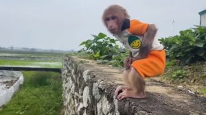 Обезьянка МАЛЕХА убежала со двора играть на улице