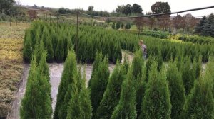 Обзор Питомника Green Valley