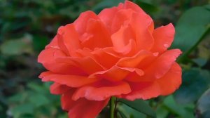 21..09..2025  кмр   (46)