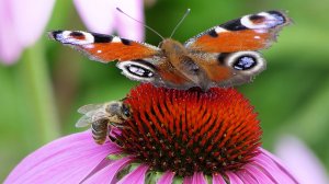 🌺🦋🌺Красивые "Бабочки и пчелы" 🦋🌺🐝собирают нектар в нашем саду./Вдохновение Природы/