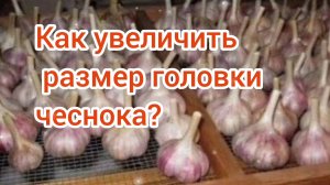 КАК УВЕЛИЧИТЬ РАЗМЕР ГОЛОВКИ ЧЕСНОКА