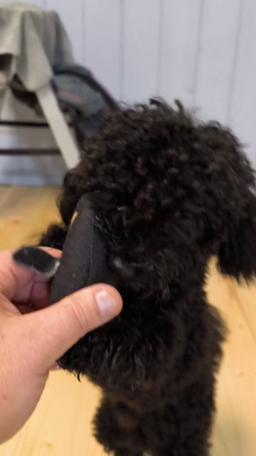 Гарик танцует