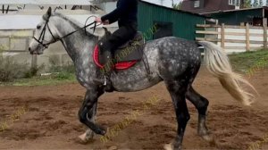 9750-2 Орловский рысак