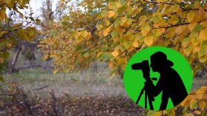 Прекрасное и расслабляющее пение птиц в лесу / Расслабляющие звуки природы для сна, снятия стресса