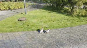 Гулюшки в парке устроили спа - салон. Волгоград 22.09.25