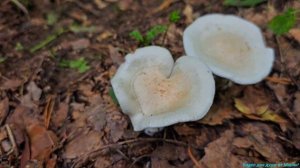 Дыхание леса!🍄🟫🍄🟫🍄🟫
