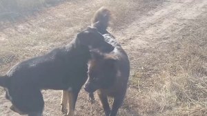 Наши друзья.