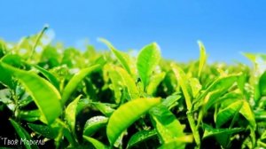 Клип "Болтающие чаинки"