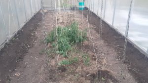 22.09.2025 Работаю в теплице. Томат сорта Японский краб.