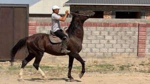 ЖӨНДҮҮ БААДА ЖООН АТ  #байтв