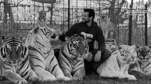 Тигр растерзал дрессировщика в заповеднике в США