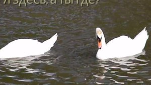 Страсти земунских лебедей (Белград)