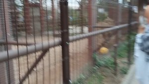 Поиграла с Шерханом в игру он - охотник, а. его добыча Минск 13 сентября.