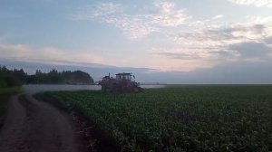 ГК "Этна" . Как снять гербицидный стресс кукурузы. Рязанская область, Рыбновский район. 2025 год.