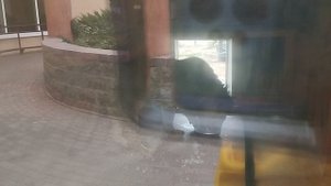 Шерхан спокойно и часто ходит в свой домик МинЗоо 13 сентября