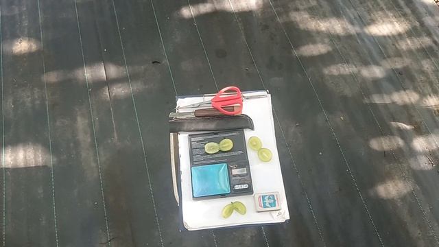 Виноград Шайн мускат (Япония) виноградник Король В. Н. г.Краснодар 22.09.25г. Slava.King2007@mail.ru смотреть онлайн