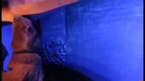 Выставка ＂Динозавры морских глубин＂ #морскиединозавры  (1)