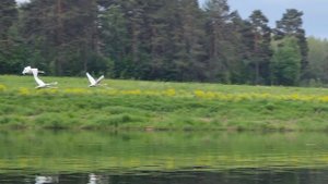 Одиннадцатый день. Лебеди.