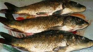 Карп в духовке, запеченный целиком