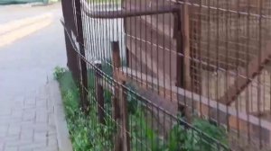 CEDU5403 Порш и Шархан отдыхают Видео от Светланы