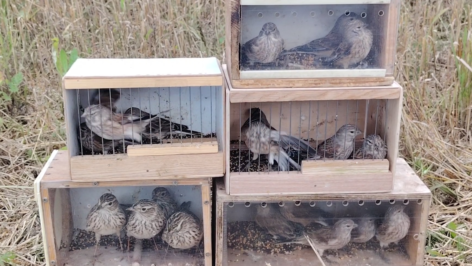 Реполовы  Полевые жаворонки