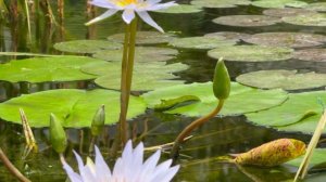 В Ботаническом саду заканчивается сезон Водного маршрута