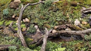 Сад мхов в Аптекарском огороде, Москва 20 сентября 2025 года