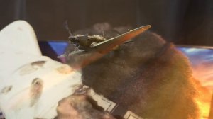 Диорама. Лидия Владимировна Литвяк , 31 мая 1943 года.