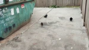 На Гагарина 40/2 у мусорки живёт крыса.