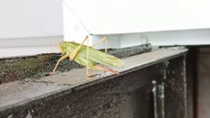 саранча в огороде