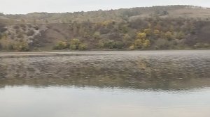 Стая лебедей на пруду
