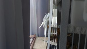 Любопытный самец лезет в чужой домик