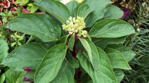 Обзор клумбы непрерывного цветения: гортензии Даймонд Руж, Дарума, Индиан Саммер, Конфетти