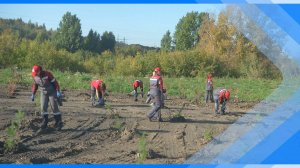 22.09.2025 Еще 600 саженцев деревьев высадили сотрудники ЦОФ «Краснокаменская»
