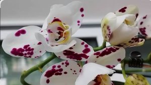 Фаленопсис Tango pelor. Персадка омоложенной макушки и её детки снятой несколькими месяцеми ранее.