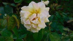 21..09..2025  кмр   (54)