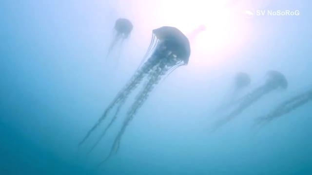 В честь кого медузы Хрисаоры  (Sea nettles) род Chrysaora Péron & Lesueur, 1810 получили своё имя ?