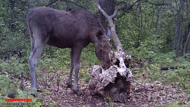 Лоси на солонце / Фотоловушка в лесу