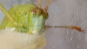 просто тёма кушает