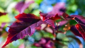 Осенняя мелодия