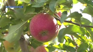 Новости на Своём от 22 сентября 2025г. 8:30